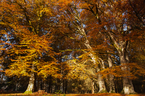 Bolderwood, Autumnal Canopy